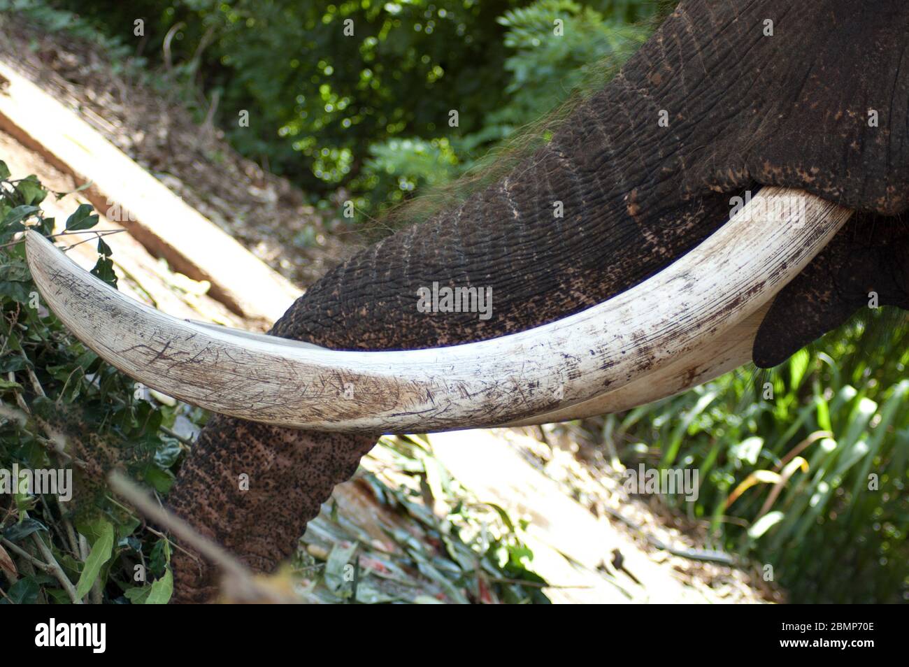 L'Avorio - la parte del corpo che uccide centinaia di elefanti ogni anno Foto Stock