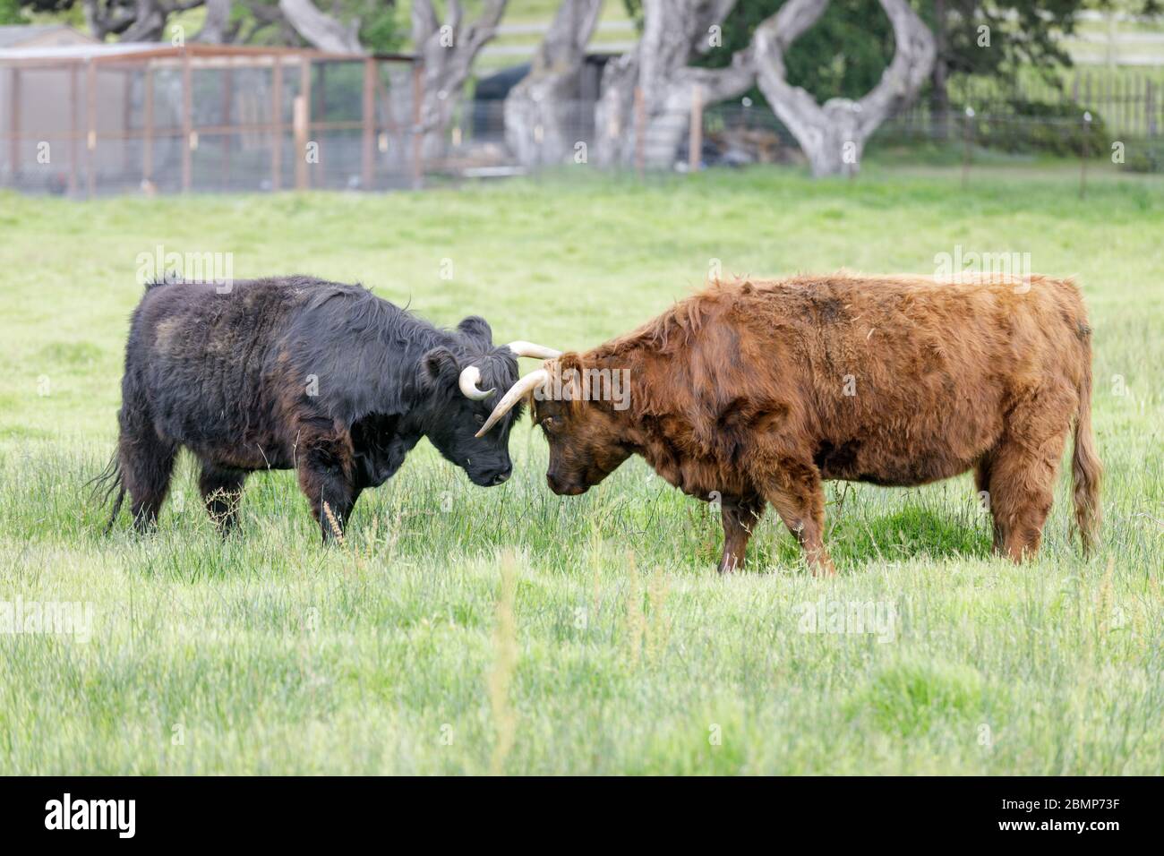 Mini Scottish Highland mucche amichevole wrestling Foto Stock