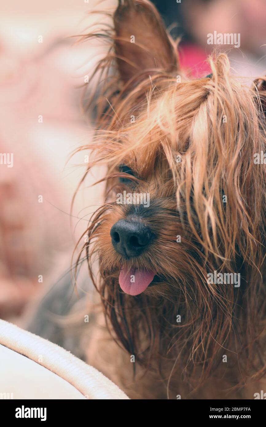 Ritratto di primo piano di un terrier umido dello Yorkshire con coda di ponytail e lingua sporgente Foto Stock