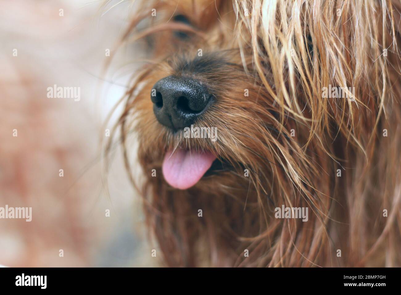 Ritratto di primo piano di un terrier umido dello Yorkshire con coda di ponytail e lingua sporgente Foto Stock