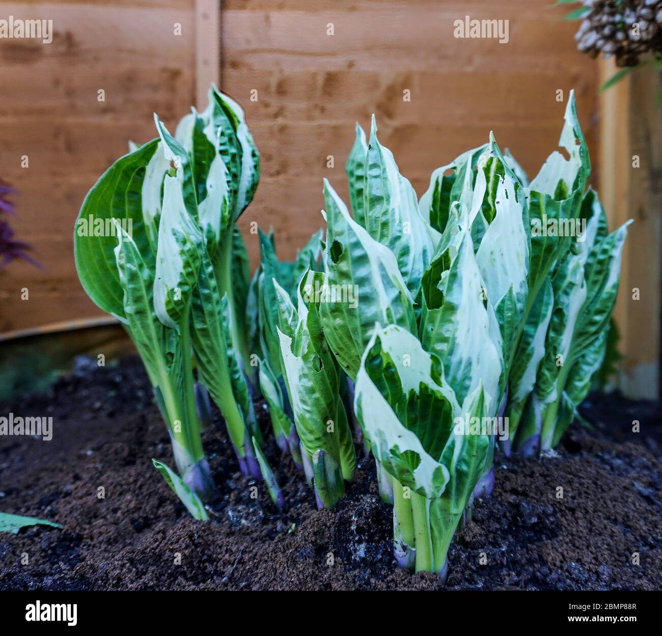 Le foglie di una pianta di ostia variegata verde che si innalza dal suolo in tarda primavera. Questa pianta è un bersaglio frequente di lumache/lumache Foto Stock