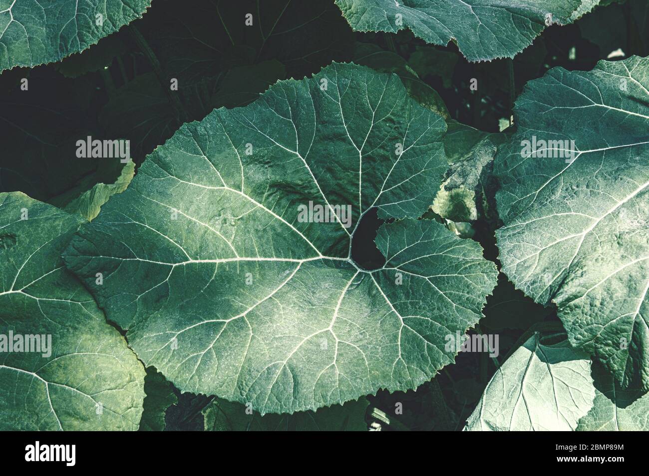 Foglie del gigante vegetale Butterbur Petasites japonicus. Sfondo di foglie decorative per il designer. Foto Stock