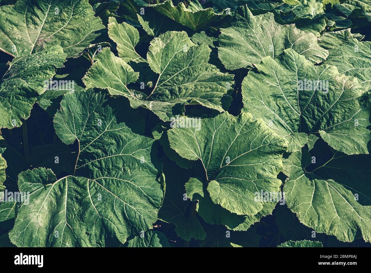 Foglie del gigante vegetale Butterbur Petasites japonicus. Sfondo di foglie decorative per il designer. Foto Stock