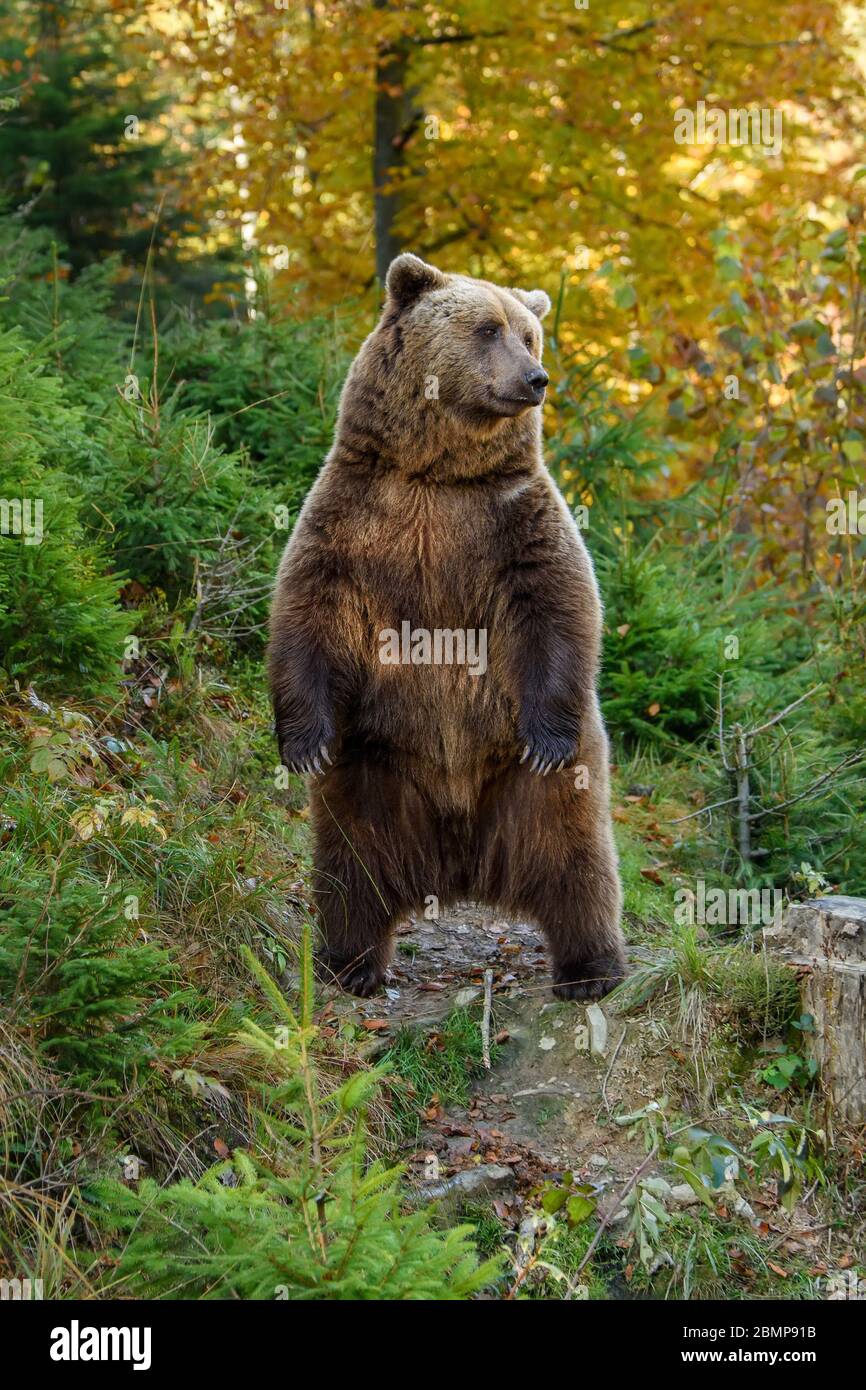 Primo piano Big marrone orso nella foresta. Animale pericoloso in habitat naturale. Fauna selvatica scena Foto Stock