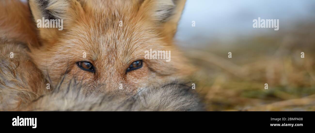 Ritratto volpe rossa, vulpes Vulpes, bellissimo animale. Natura selvaggia, Europa Foto Stock