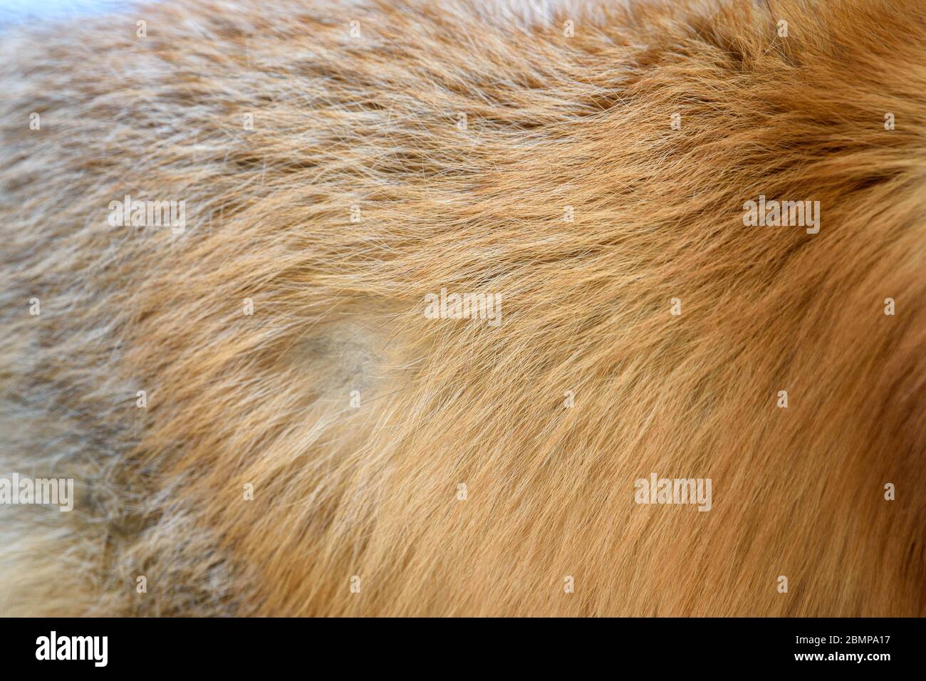 Design a motivo volpe rosso. Vera pelle di pelliccia. Sfondo delle piastrelle del modello di stampa animale Foto Stock