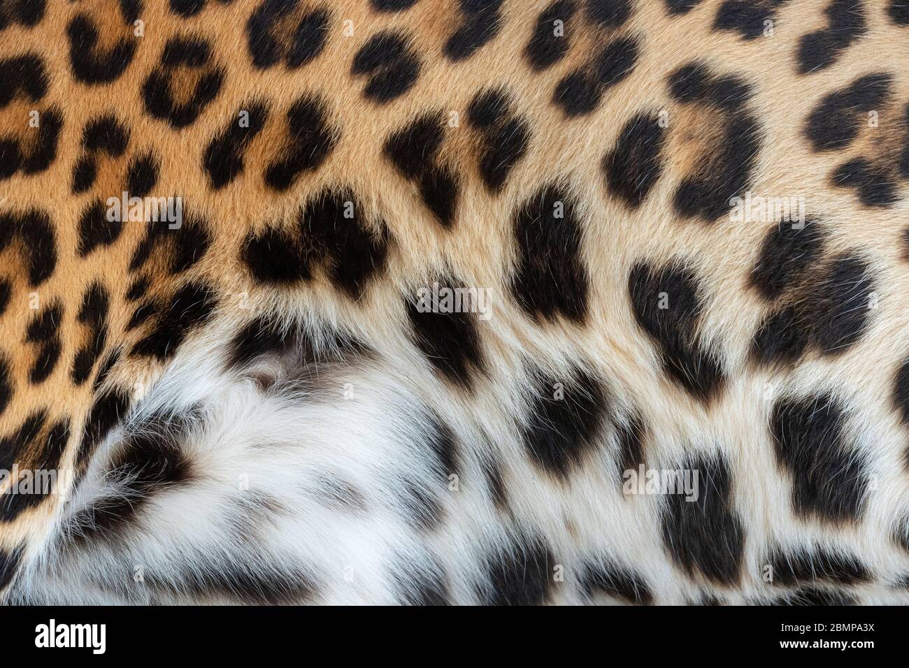 Design con motivo leopardo. Vera pelle di pelliccia. Sfondo delle piastrelle del modello di stampa animale Foto Stock