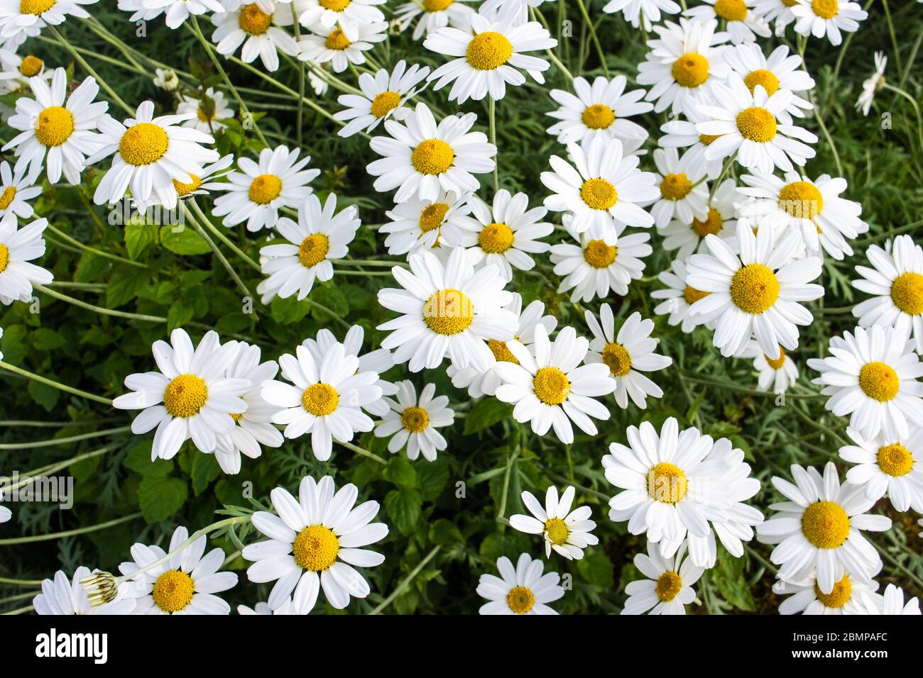 Una massa di grandi teste di fiori bianchi e gialli di shasta daisys Leucanthemum × superbum Foto Stock