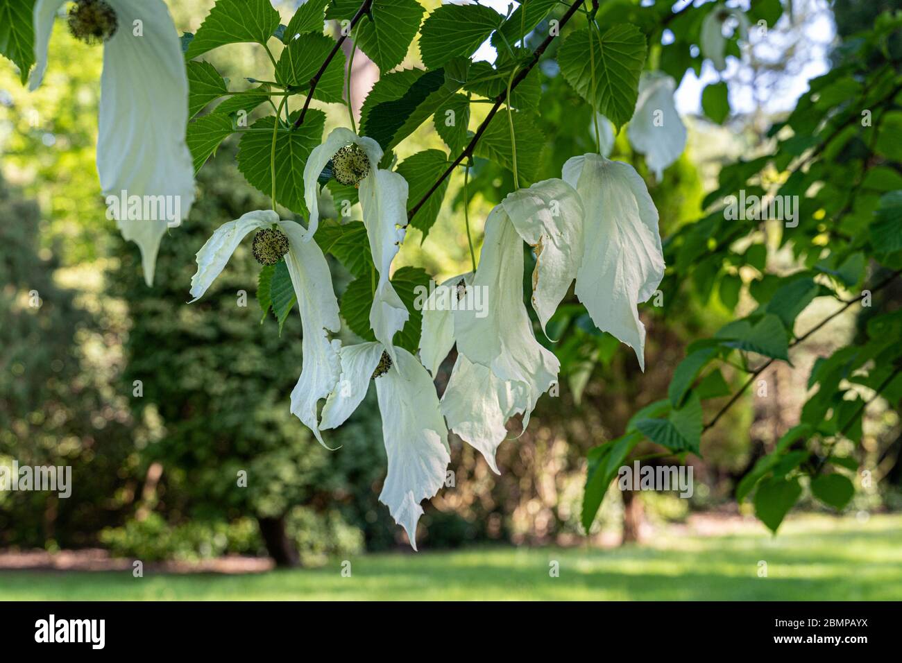 Il magnifico albero di fazzoletto in fiore Foto Stock