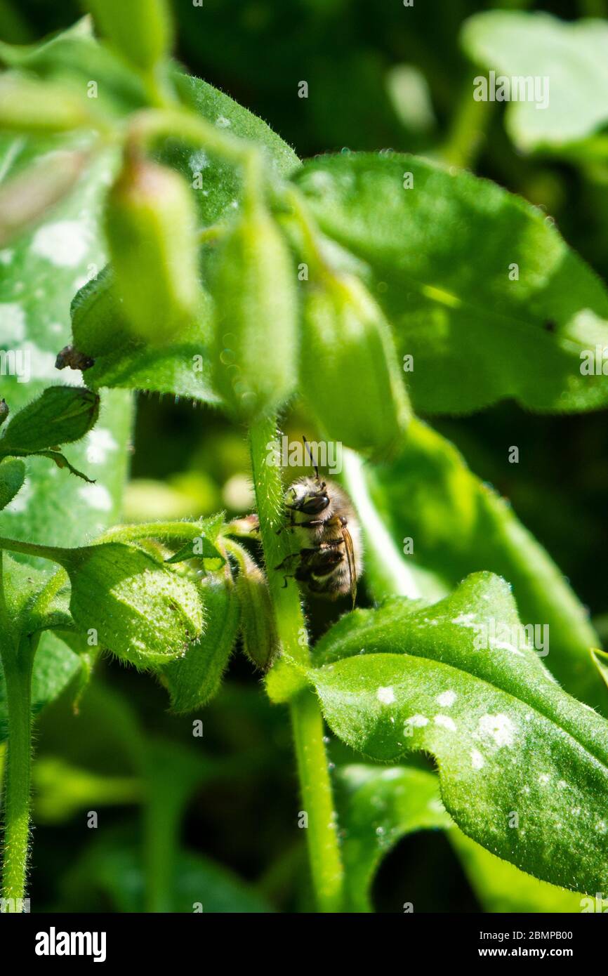 Un'ape mineraria di scamusa Andrena cineraria appoggiata sullo stelo di un'erba di ungo pulmonaria officinalis Foto Stock