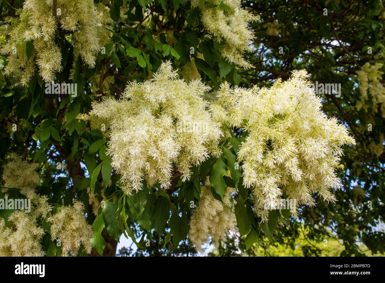 La fioritura di lacy bianca dell'albero di frassine Fraxinus ornus di Manna, conosciuto anche come il cenere fiorente dell'Europa meridionale Foto Stock