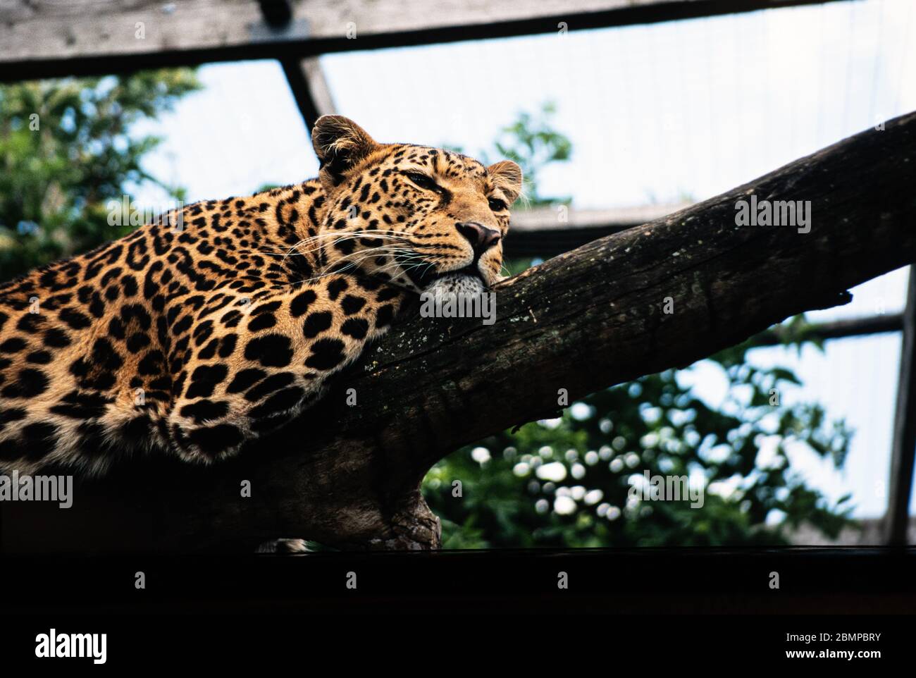 Leopardo (Panthera pardus) che giace su un log in cattività in uno zoo Foto Stock