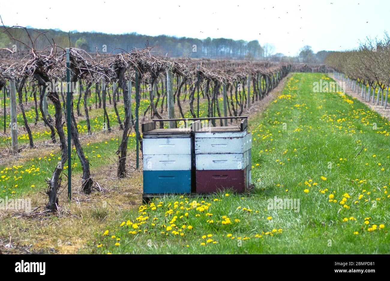 Le api vengono portate per impollinare uva e alberi da frutta in questo vigneto e frutteto del Michigan USA Foto Stock