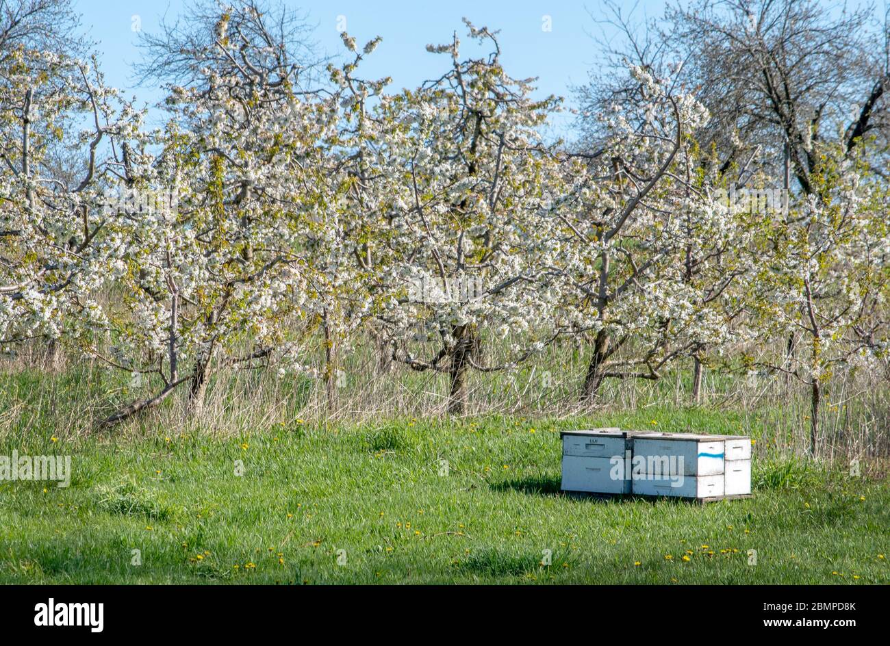 Le alveari sono allestite nel mezzo di questo bellissimo frutteto di mele in fiore, per le api che impollinano gli alberi da frutto Foto Stock