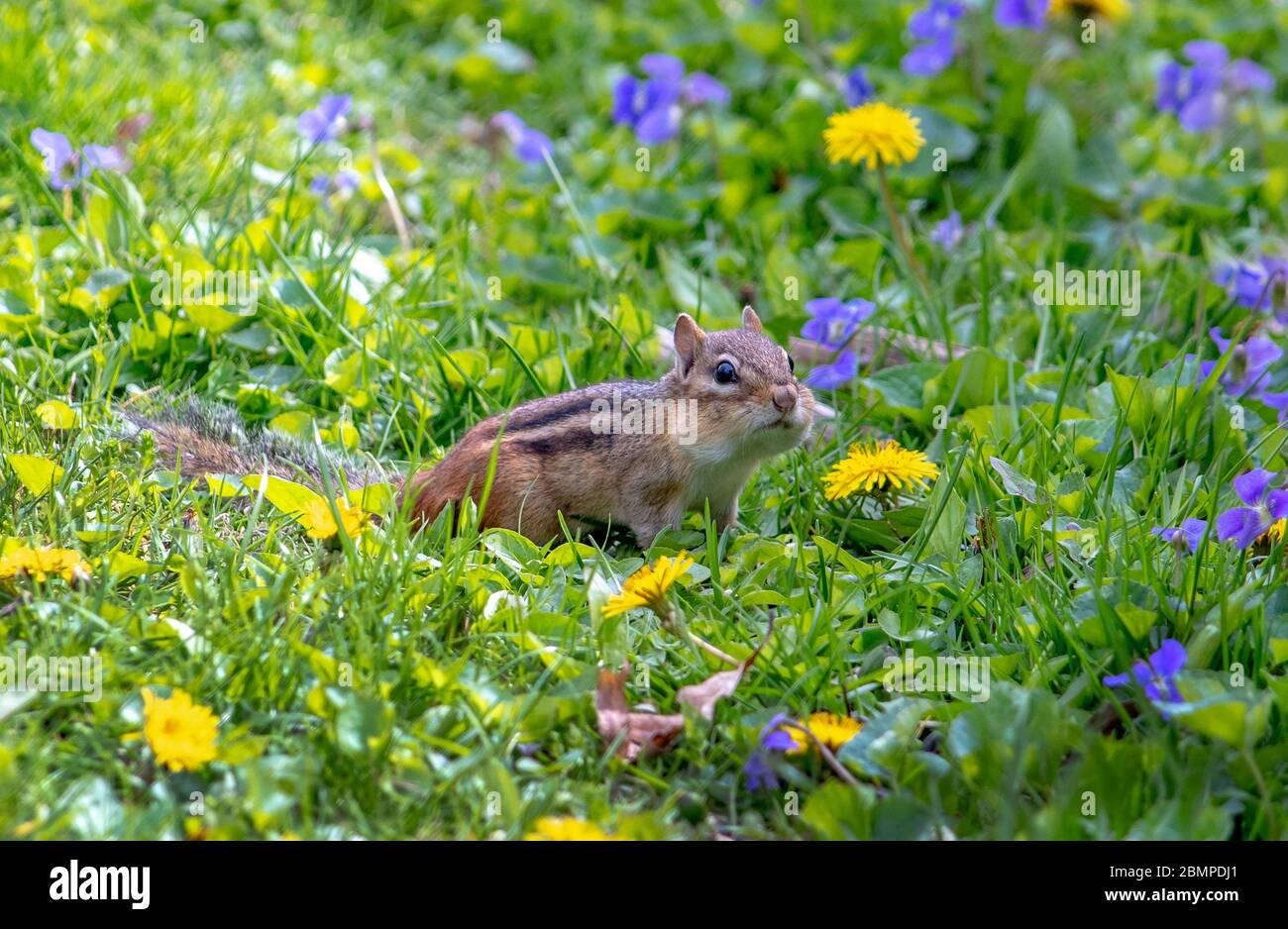 il chippmunk a strisce marroni gioca in un giardino colorato di fiori selvatici Foto Stock