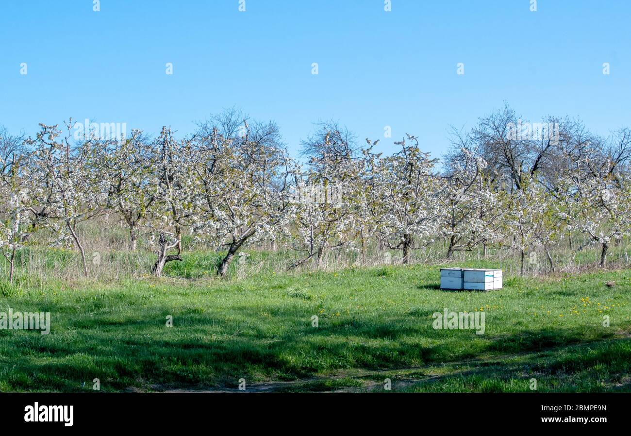 Le alveari di ape in questo frutteto di mele sono perfette per impollinare tutti i fiori di mela per le mele belle caduta Foto Stock