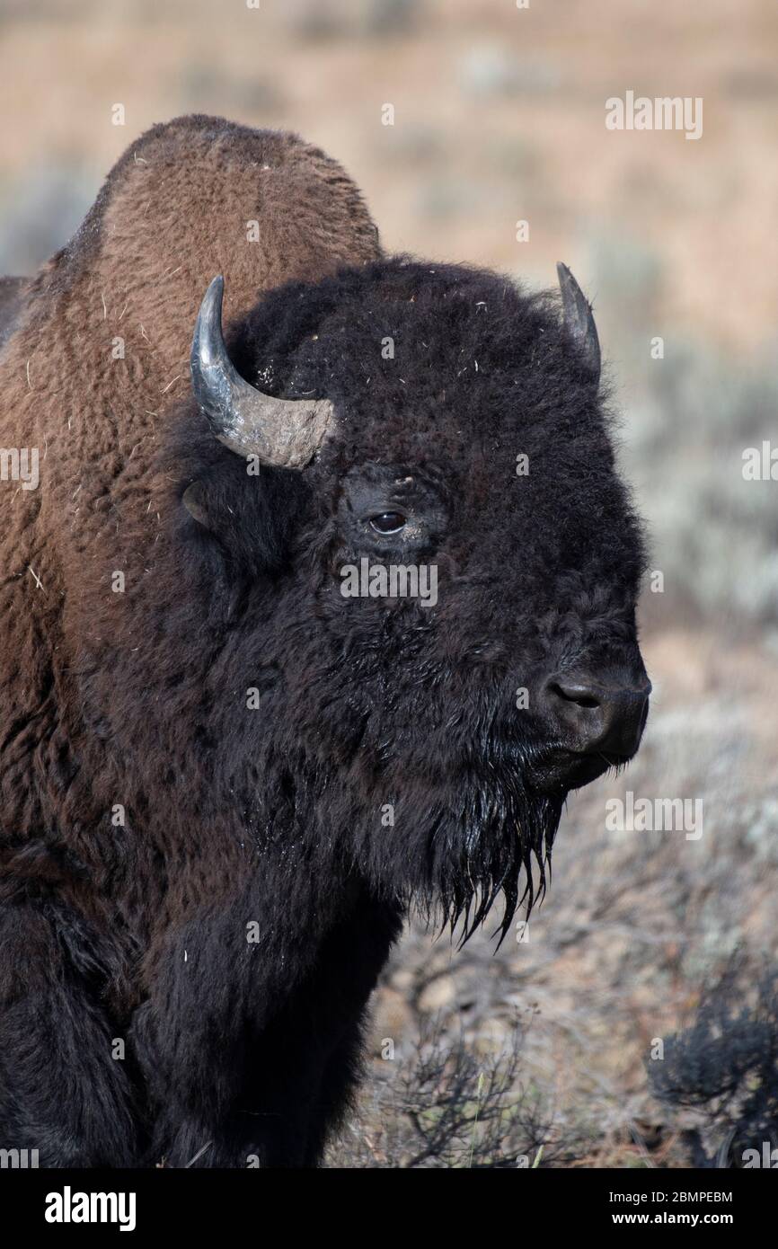 Bufalo americano (bisonte) nel Parco Nazionale di Yellowstone Foto Stock