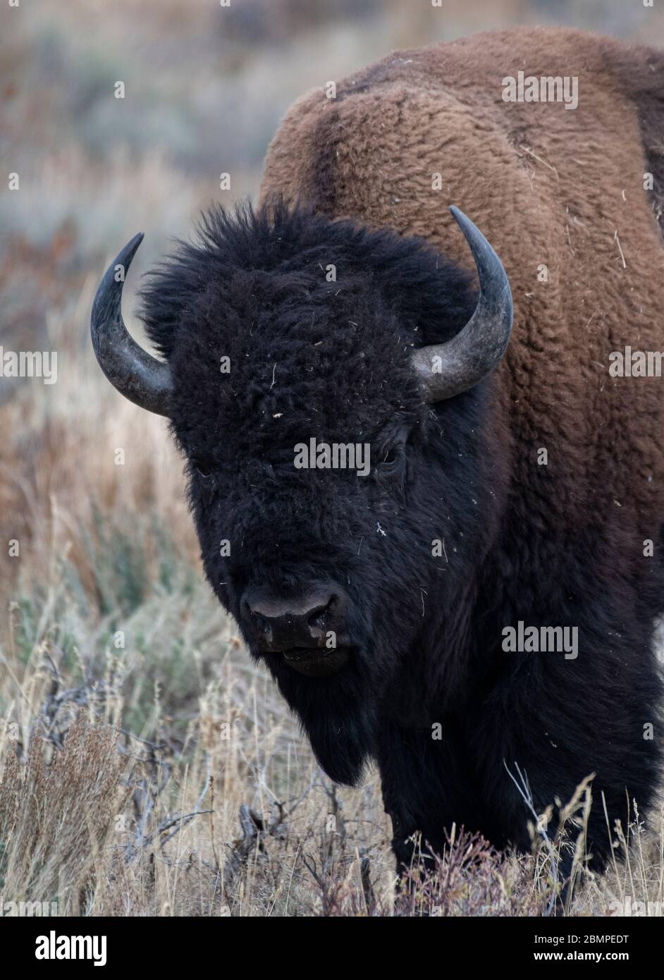 Bufalo americano (bisonte) nel Parco Nazionale di Yellowstone Foto Stock
