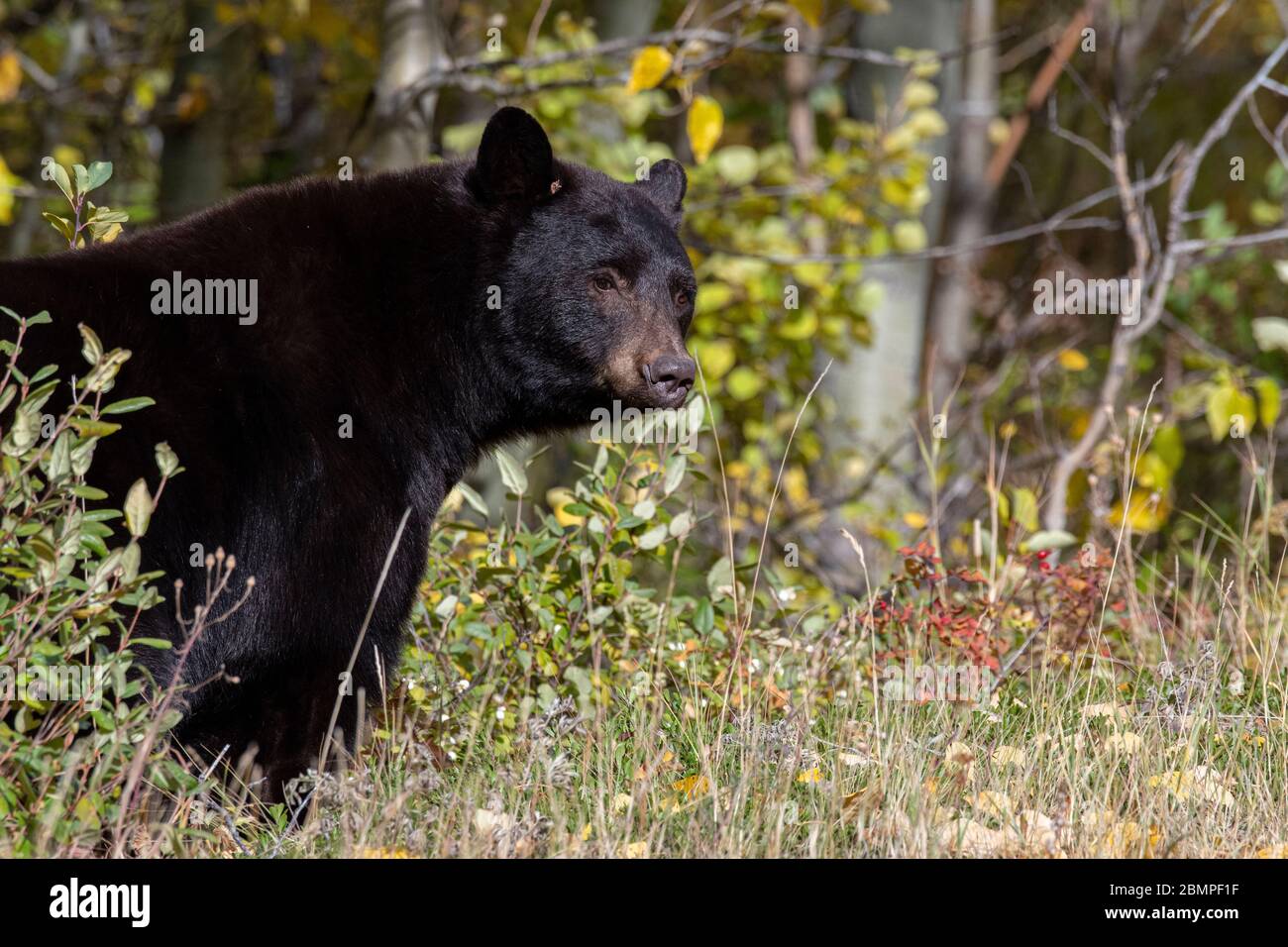 Orso nero (Ursus americanus) nel Parco Nazionale del Ghiacciaio Foto Stock