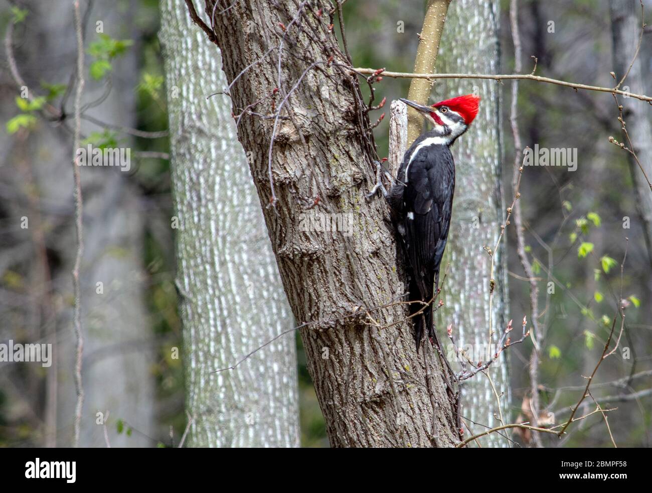 Il picchio Pileated ha una striscia rossa sul suo viso e un cappuccio rosso, mentre pecks su un tronco di albero alla ricerca di insetti Foto Stock