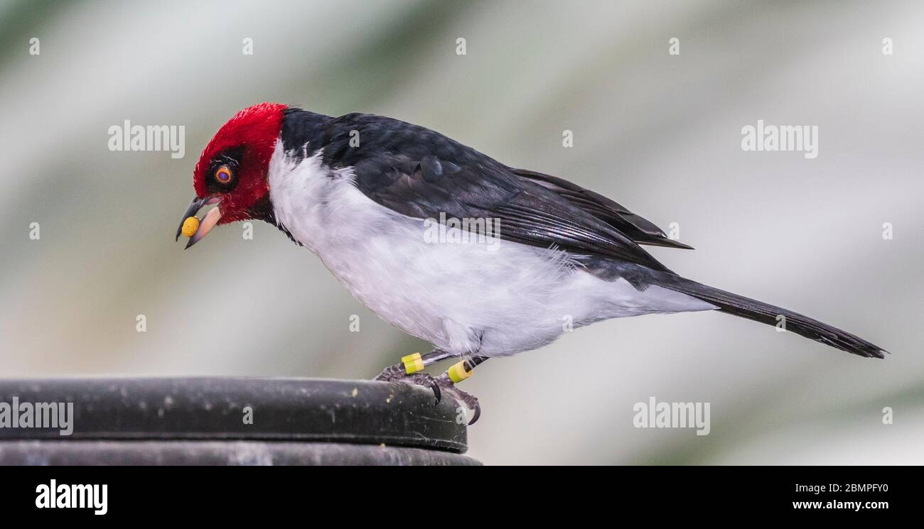 Red-capped Cardinal (uccello sudamericano) nella piramide della foresta pluviale a Moody Gardens a Galveston, Texas. Foto Stock