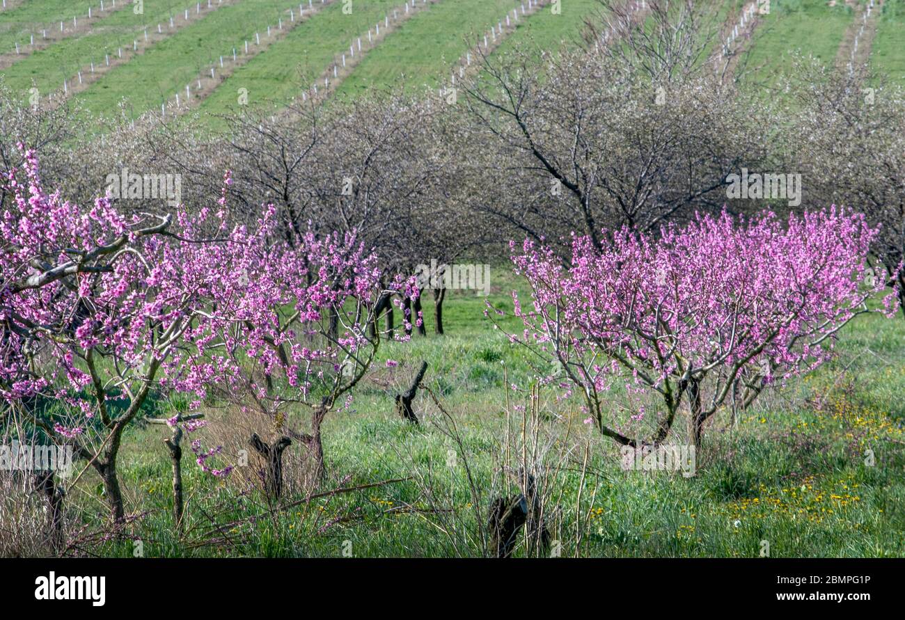Gli alberi di pesca sono coperti di fiori rosa in questo frutteto primaverile nel Michigan USA Foto Stock