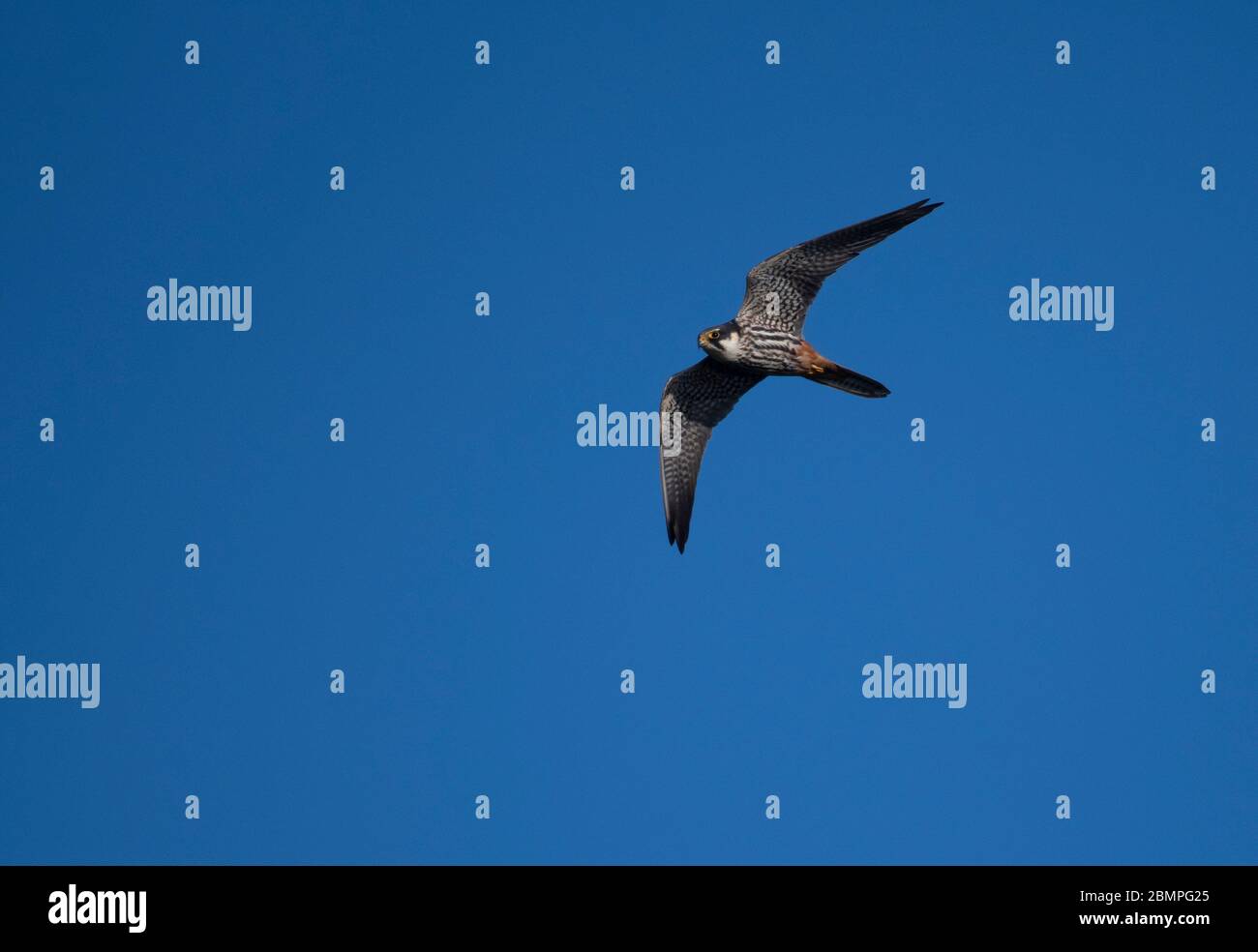 Hobby (Falco subbuteo) in volo contro il cielo blu a Norfolk Foto Stock
