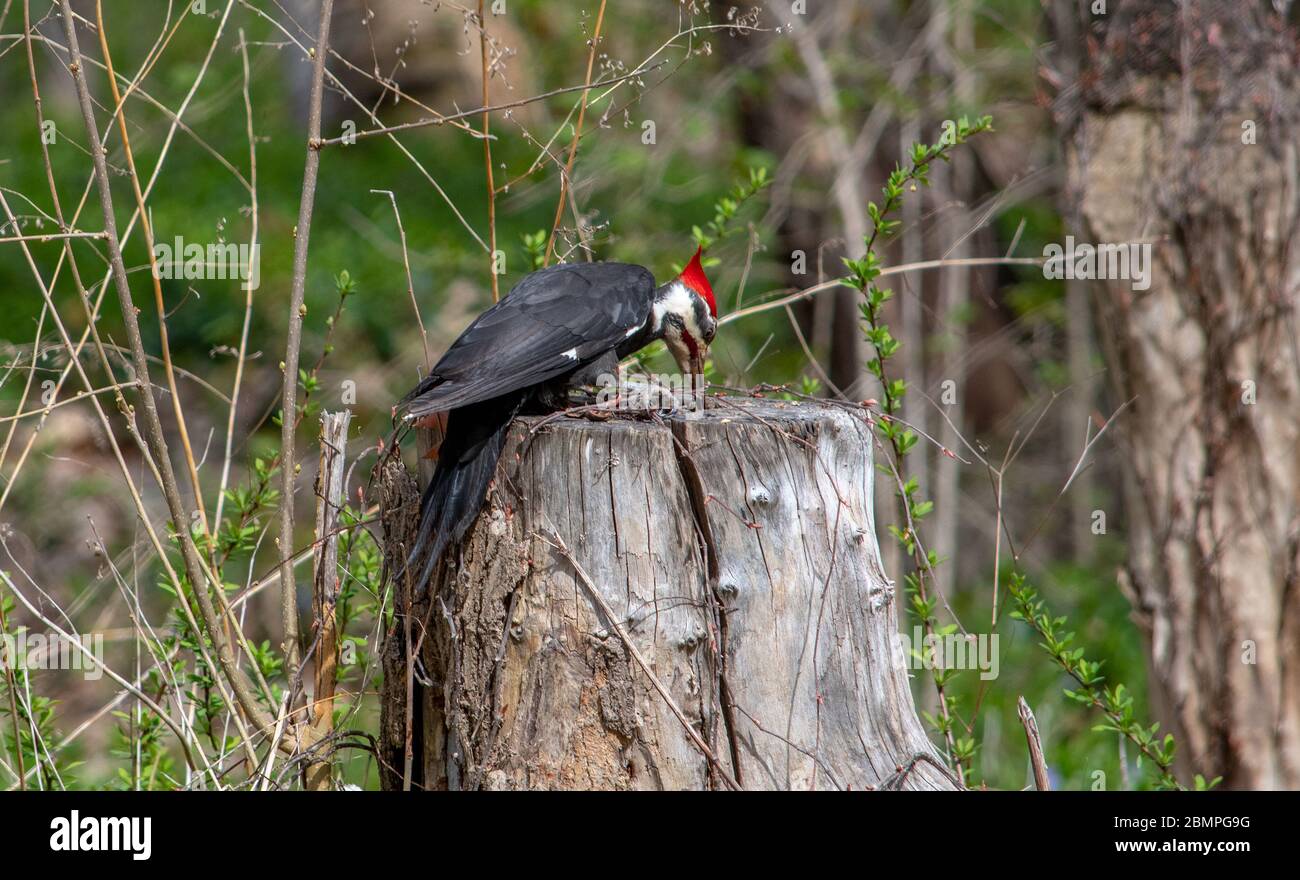 Grande picchio Pileated cerca attraverso un tronco marciato cercando insetti gustosi per cena Foto Stock