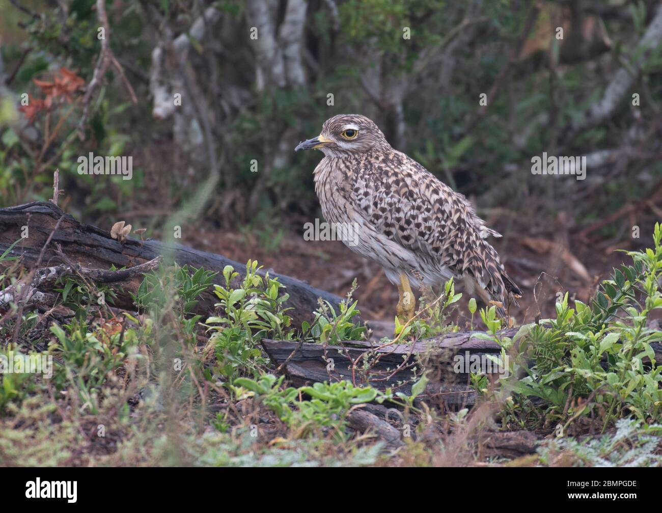 Spotted spessi-ginocchio (Burhinus capensis) nel Parco Nazionale di Addo Foto Stock