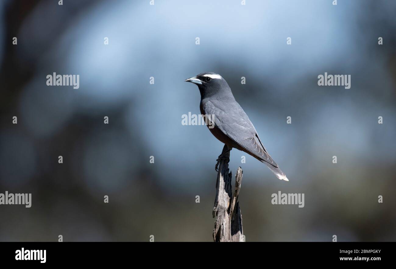 Woodswallow (Artamus superciliosus) di colore bianco su un persico Foto Stock