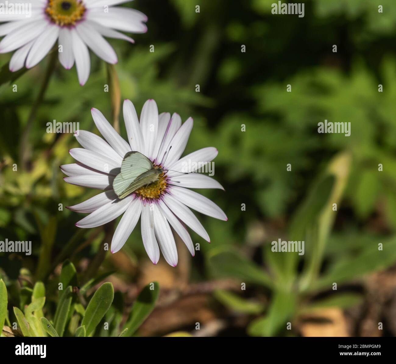 Una piccola farfalla bianca (UK) che si nutra sul nettare da un fiore osteospermum. Foto Stock