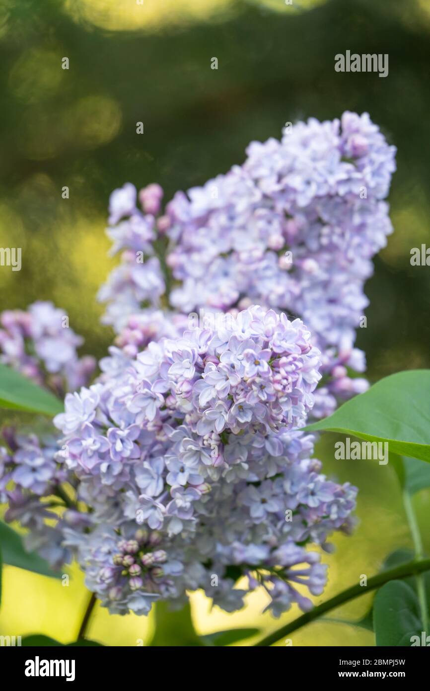 Fiori comuni di Lilac (Syringa vulgaris) (varietà 'Corondell'), Regno Unito Foto Stock