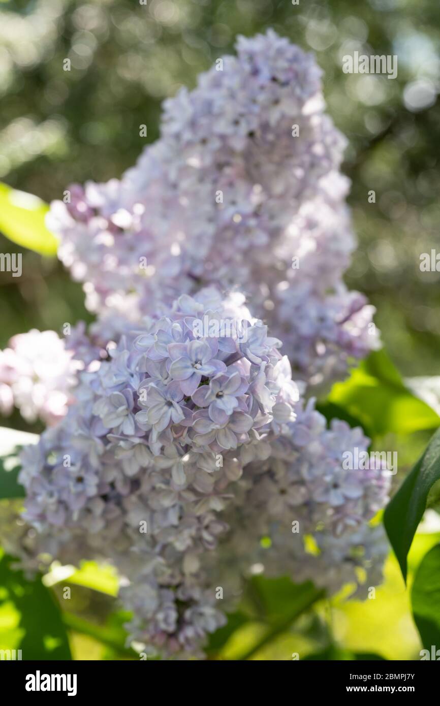 Fiori comuni di Lilac (Syringa vulgaris) (varietà 'Corondell'), Regno Unito Foto Stock
