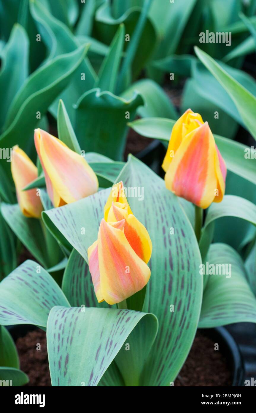 Gruppo di tulipa Zampa giallo con striature rosse. Un tulipano a forma di coppa appartenente al gruppo Greigii della Divisione tulipani 14 Foto Stock