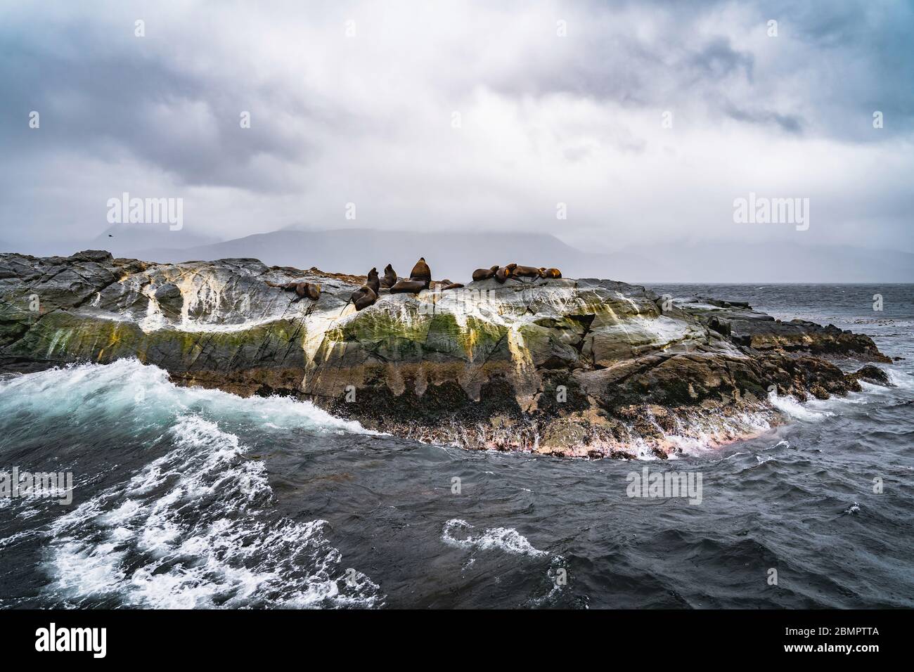 Leoni marini e foche sul canale di Beagle vicino a Ushuaia, provincia di Tierra del Fuego, Argentina, Sud America. Foto Stock