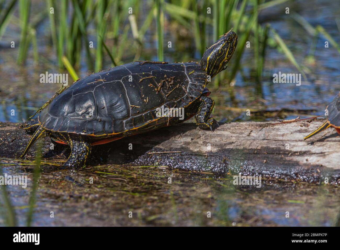 Tartaruga dipinta occidentale (Chryslemys picta) scalata e sole sul tronco, per riscaldarsi, piccolo slough, nel suo habitat naturale. Cranbrook, BC. Foto Stock