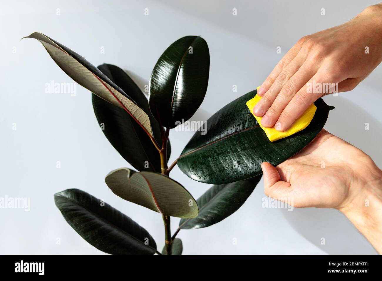 Le mani del giardiniere maschio puliscono la polvere dalle foglie della casa, prendendosi cura della pianta Ficus elastica robusta, primo piano su sfondo bianco. Giardinaggio domestico. Foto Stock