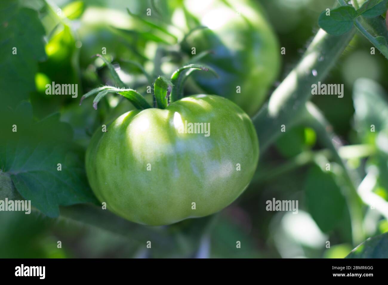 pomodori verdi non maturi su piante da giardino biologiche Foto Stock