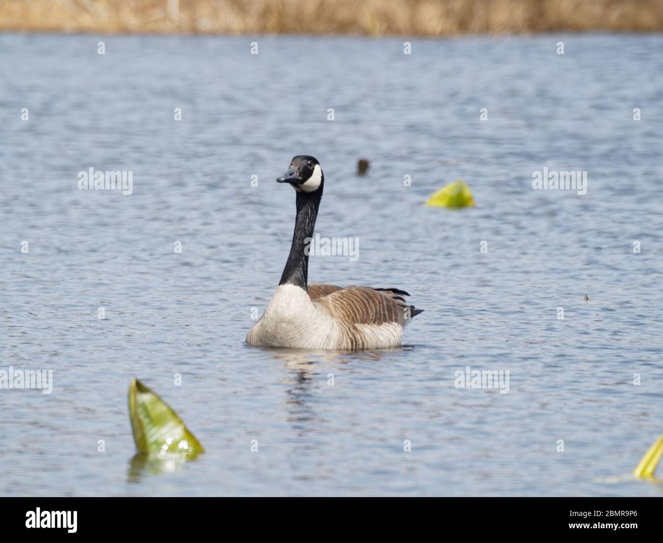 Quebec, Canada. Un Canada oca nuoto in un lago Foto Stock