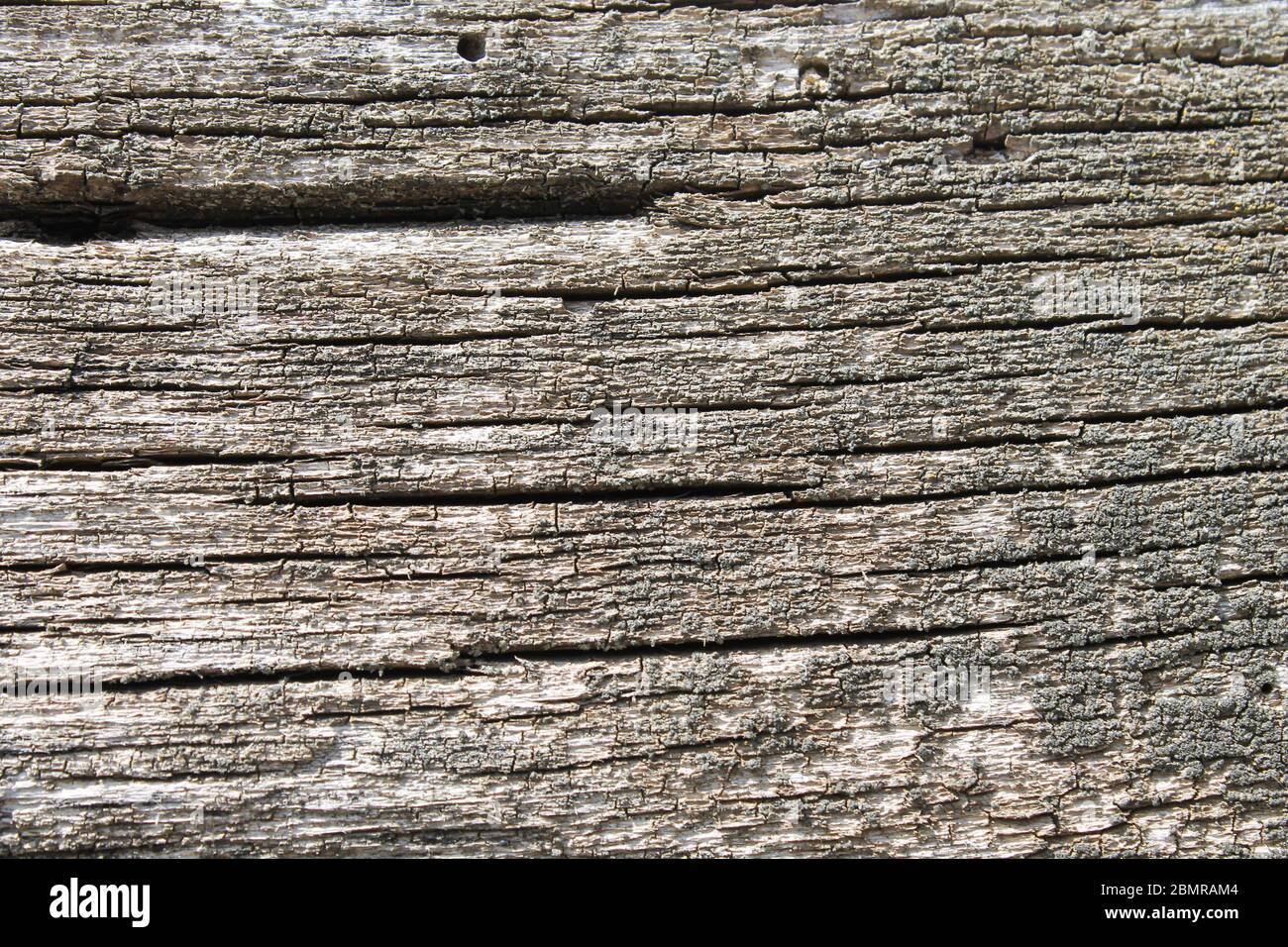 Struttura di un vecchio albero fessurato. Foto Stock