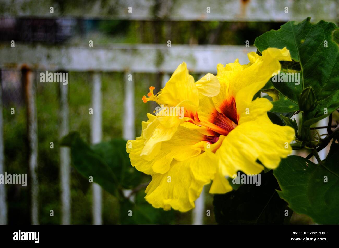 Bel fiore giallo ibisco in fiore Foto Stock