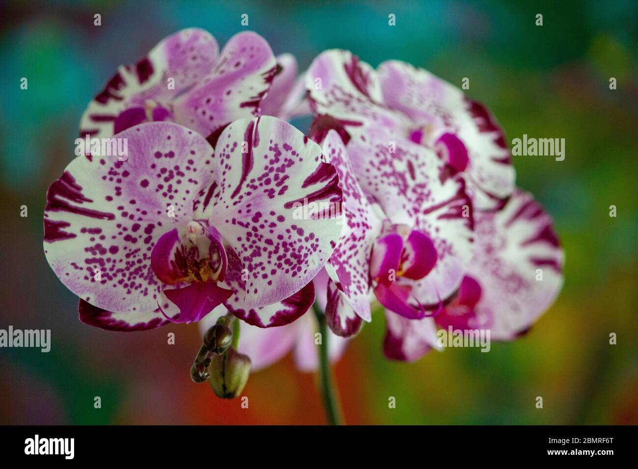Splendidi fiori di orchidee fioriscono a Miami Beach, Florida Foto Stock