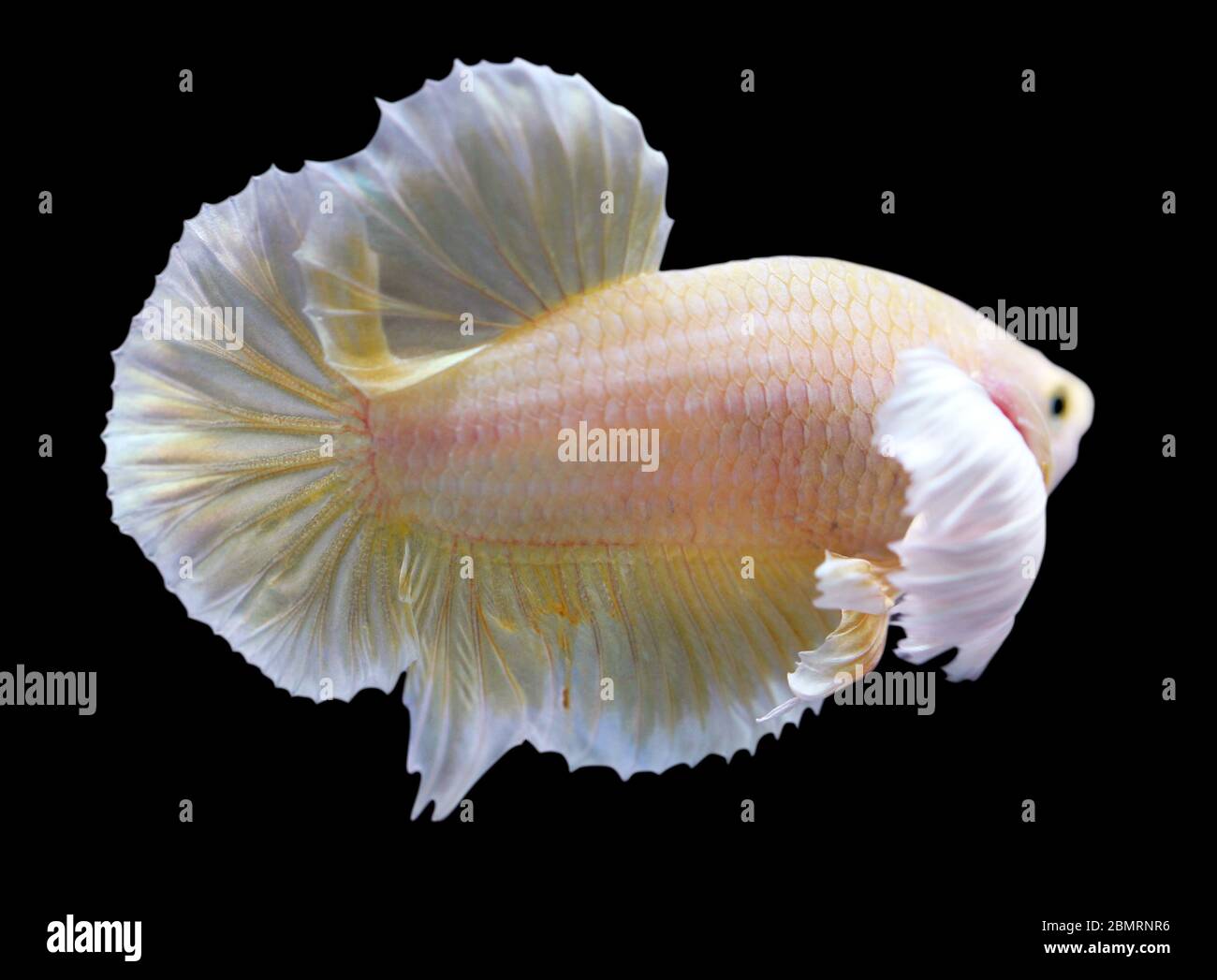 Betta Super Gold Dumbo Ear HMPK Halfmoon Plakat maschio o Plakat Fighting Fish Splendens su sfondo nero. Foto Stock