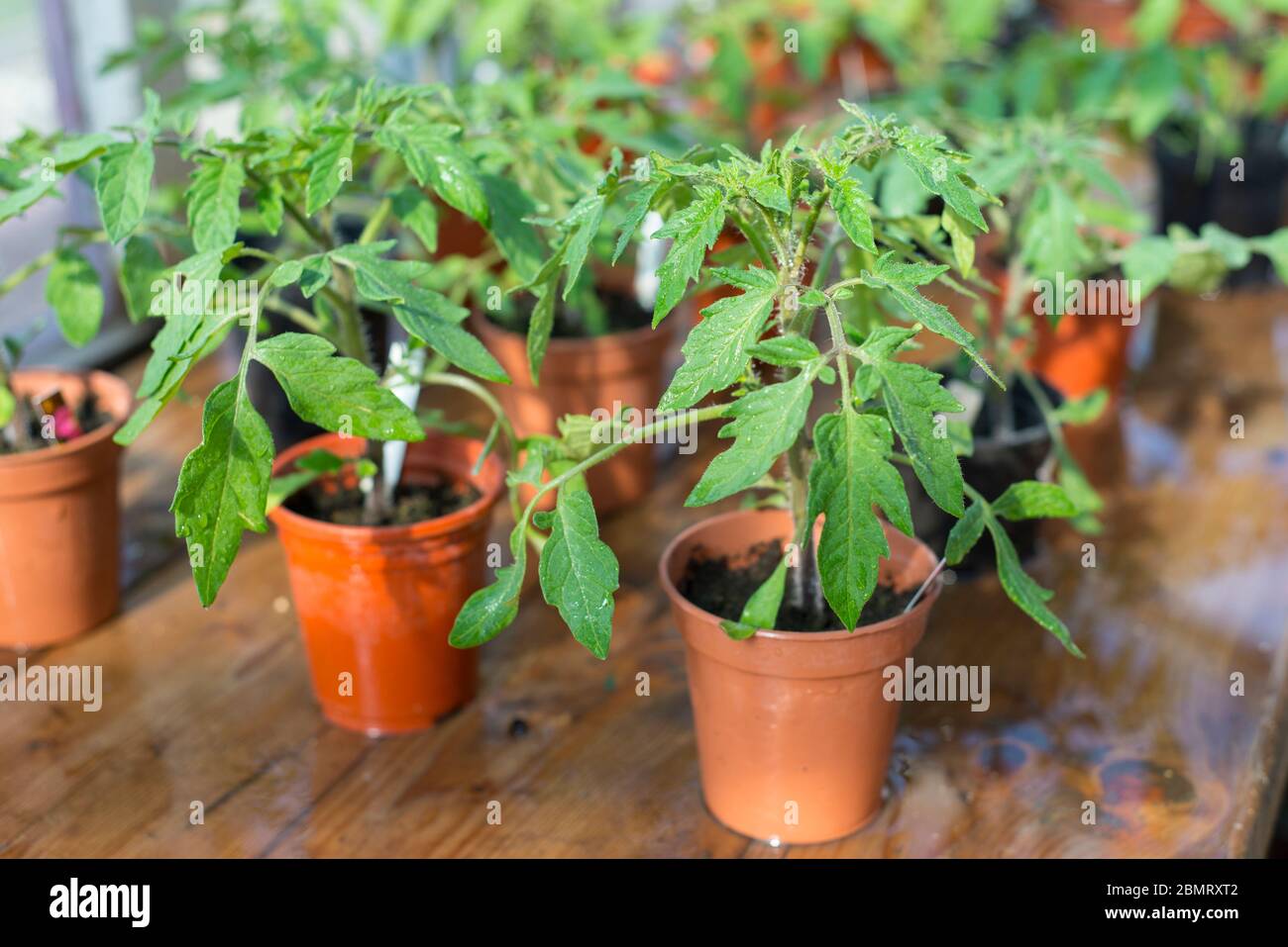 Giovani piante di pomodoro in pentole sotto vetro Foto Stock