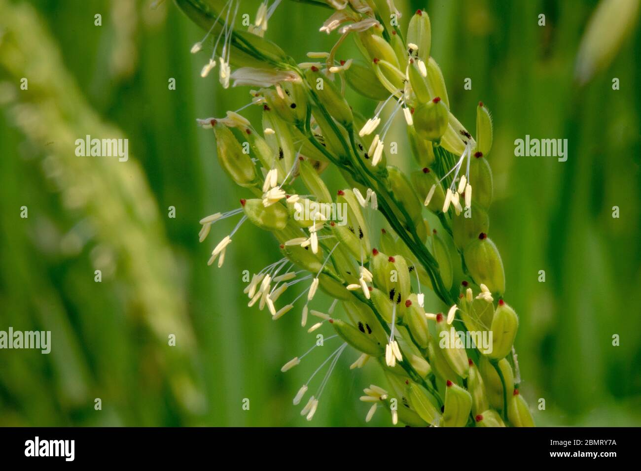 Close-up di fiori di riso Foto Stock