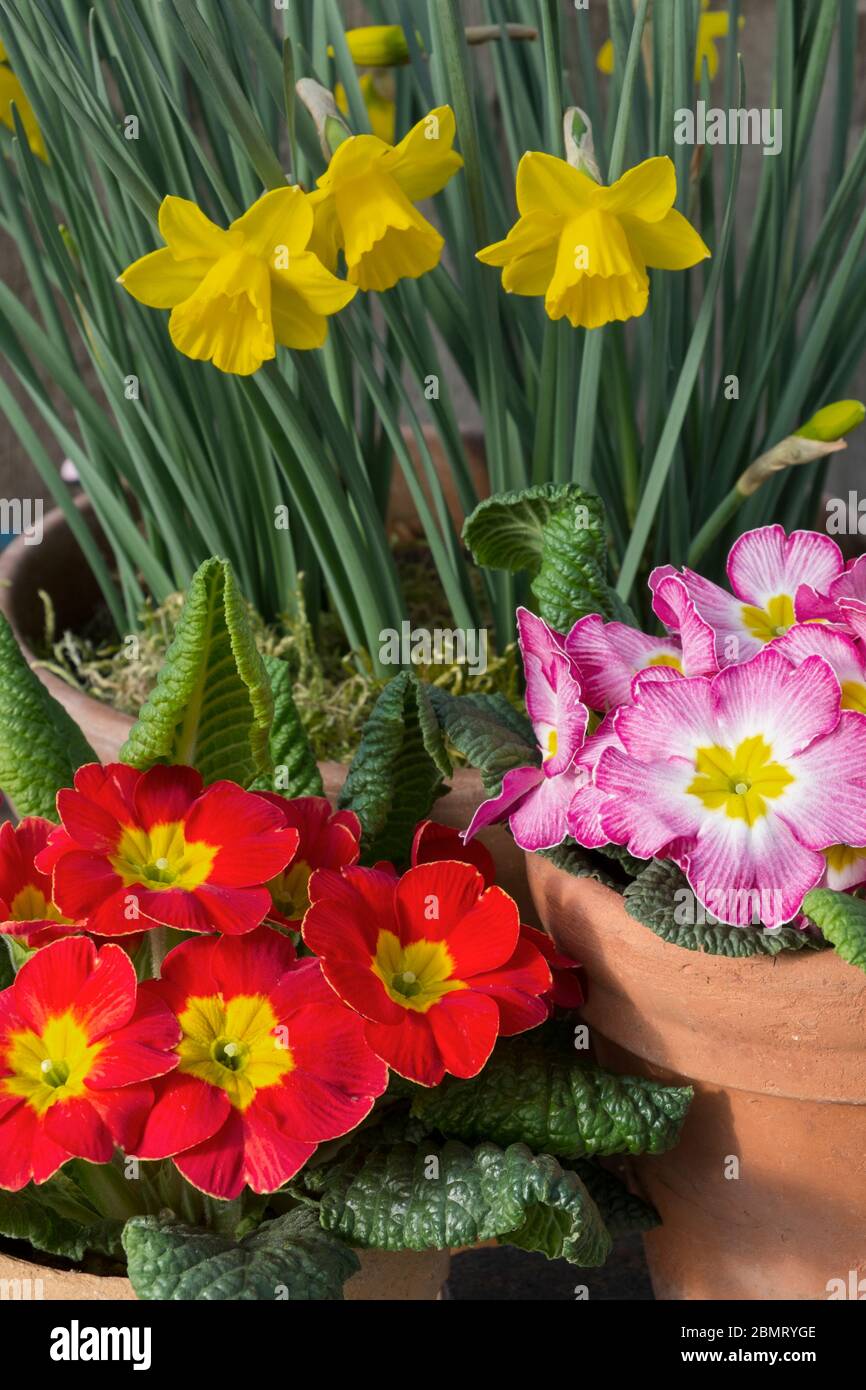 Primavera ancora vita con fiori in vaso Foto Stock