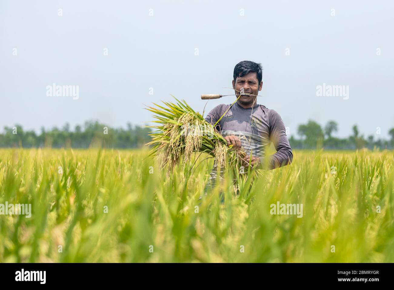 Farme riso yeld calactionagricolo lavoratori su campo di riso in Bangladesh Foto Stock