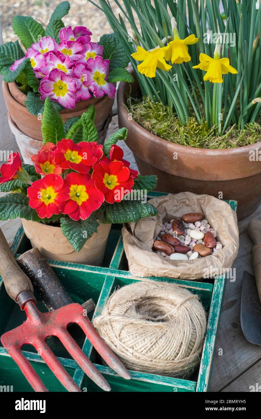 Giardino primaverile, vita morta con fiori. Foto Stock