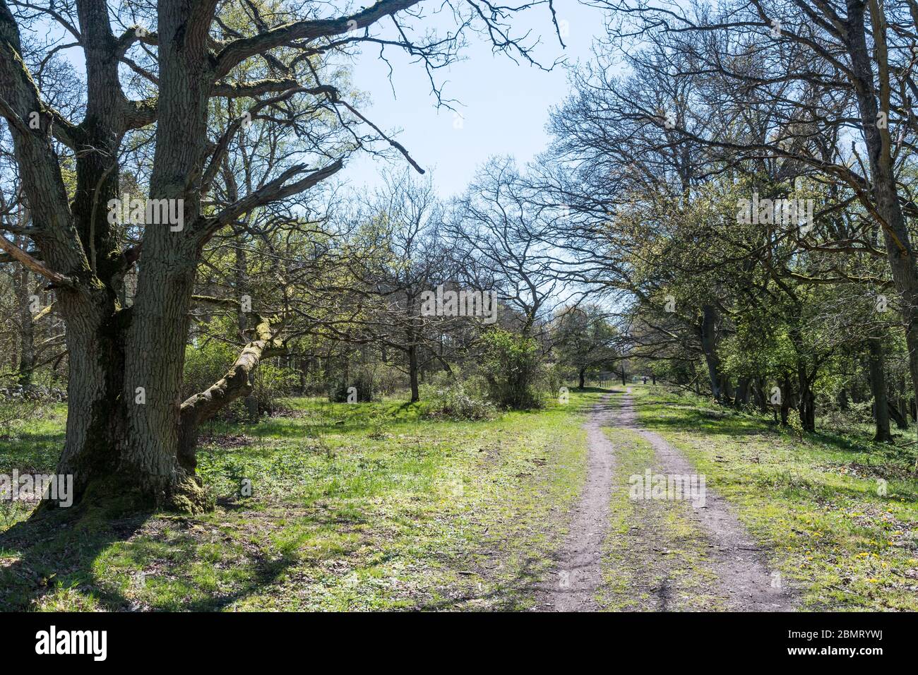 Sentiero luminoso attraverso il tempo di percorrenza nella riserva naturale svedese Beijershamn sull'isola di Oland Foto Stock