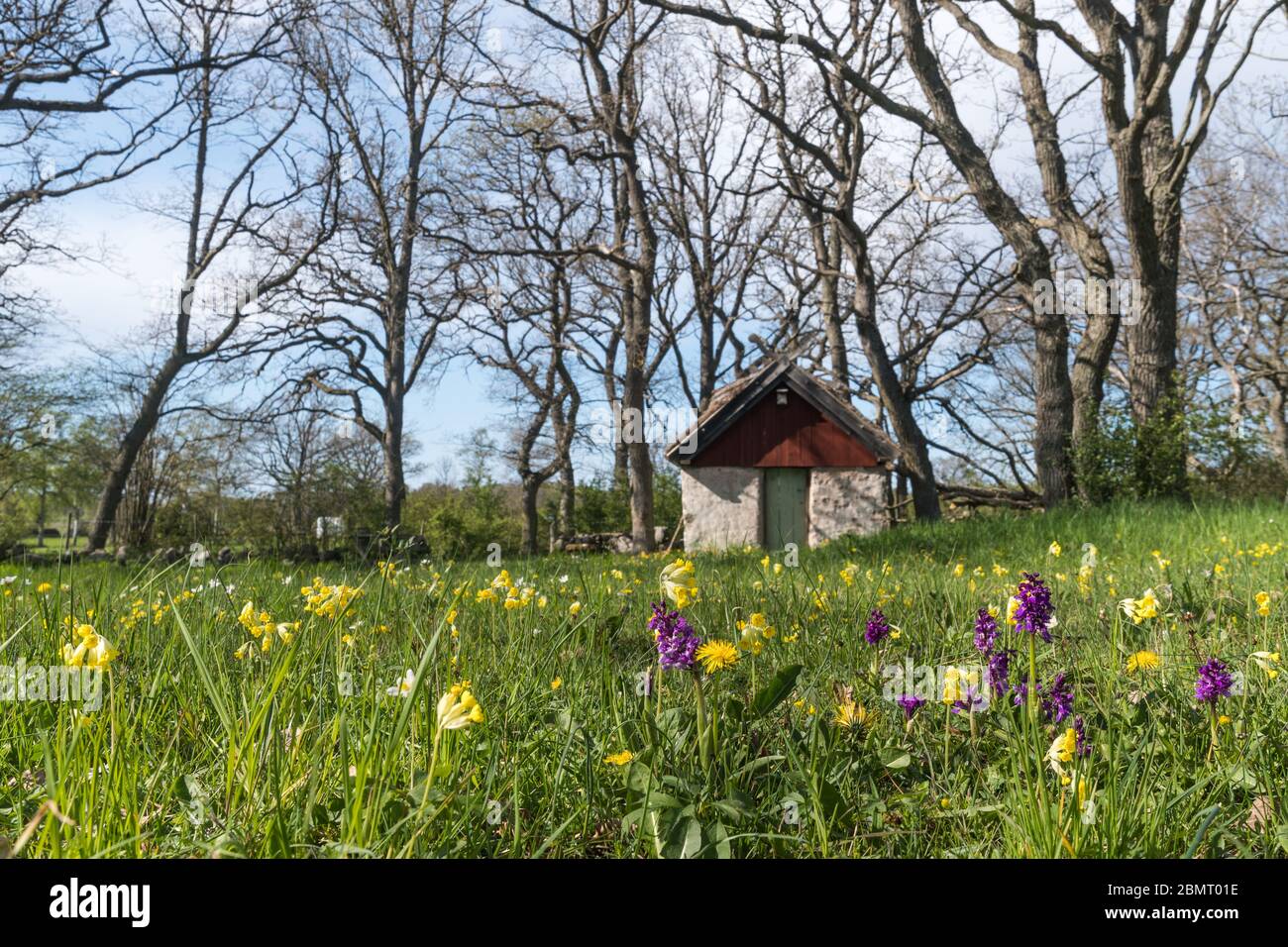 Fiorisce i fiori da un vecchio capanno di pecore nella riserva naturale svedese a Sodra Greda sull'isola di Oland Foto Stock